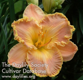 Daylily Queen of Angels